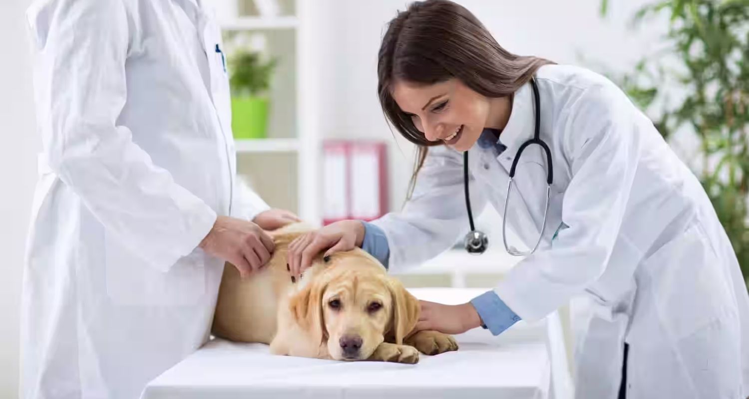 What can I give my dog ​​to calm him down while traveling? Discover safe, vet-approved solutions to ease your dog's anxiety on the road.